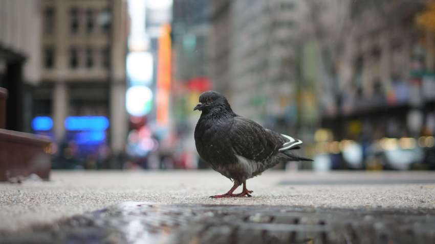 Німці вирішили вбивати голубів жорстоким методом: як саме Німці вирішили вбивати голубів жорстоким методом: як саме
