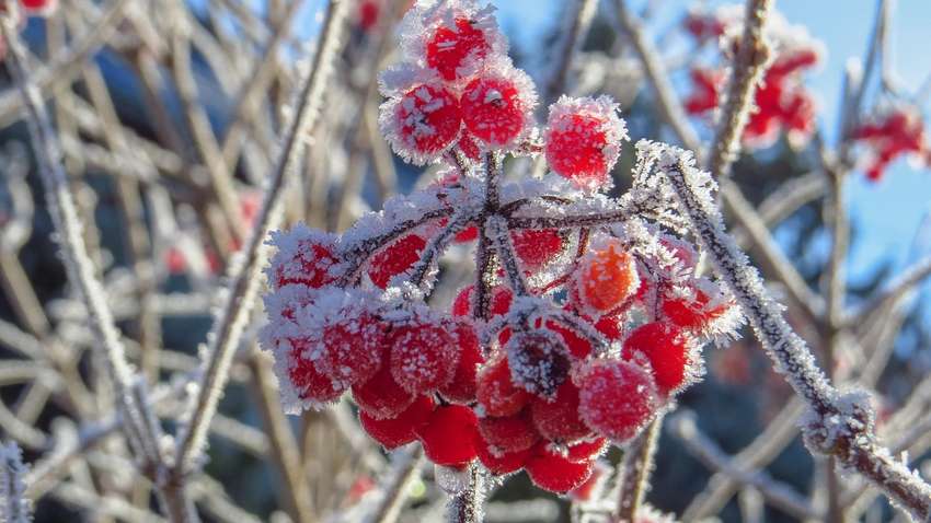 В Украину идут заморозки до -3 градусов: где и когда будет холоднее