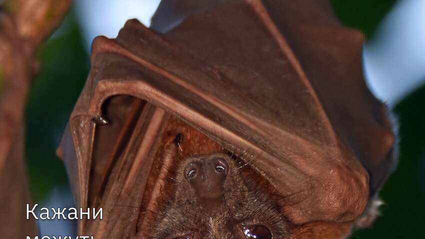 Летучие мыши атакуют людей: какой город подвергается угрозе