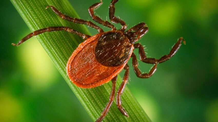 Эти растения на 100% помогут уберечь огород или сад от клещей.