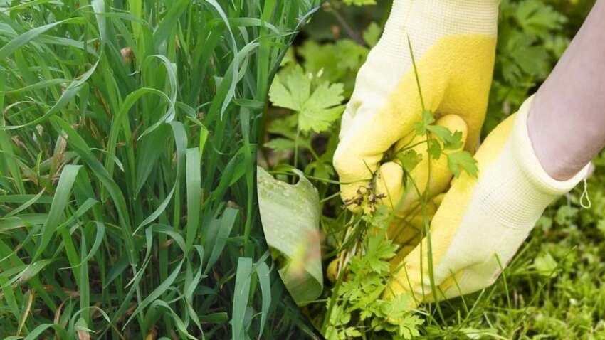 Неймовірний спосіб назавжди позбутися пирію на городі: українка вразила методом