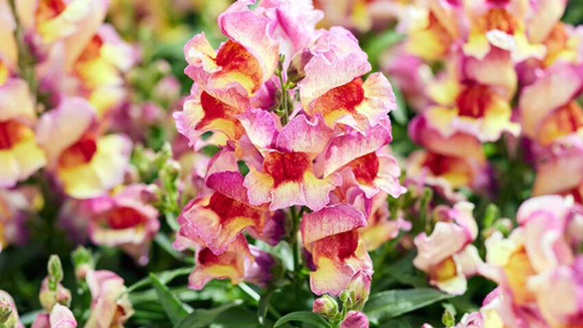 Висаджувати ці квіти потрібно в березні: не пропустіть терміни