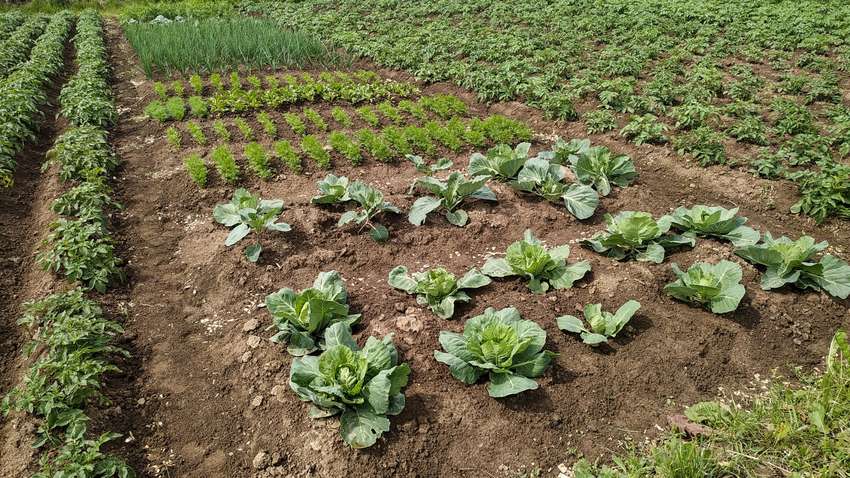 Як можна "перезарядити" ґрунт, щоб знову отримати багатий урожай Як можна "перезарядити" ґрунт, щоб знову отримати багатий урожай