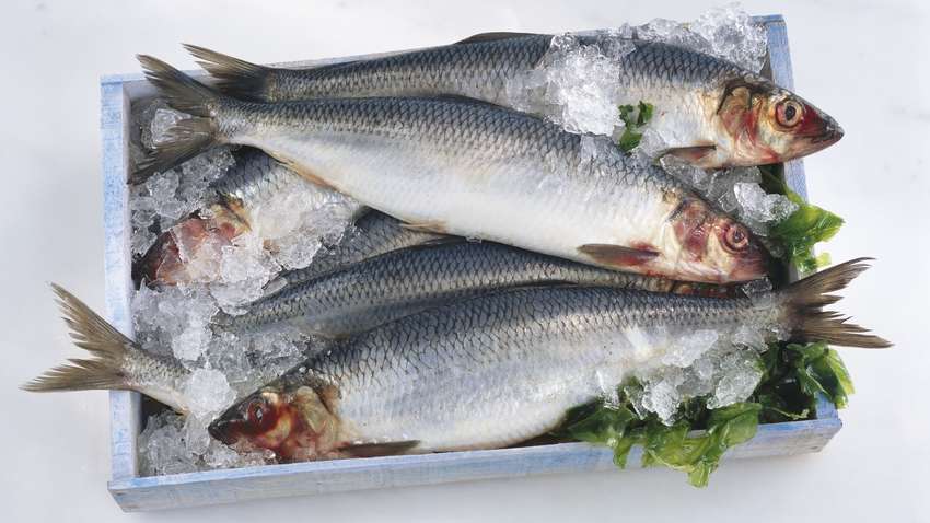 П'ять порад, як правильно вибрати оселедець П'ять порад, як правильно вибрати оселедець