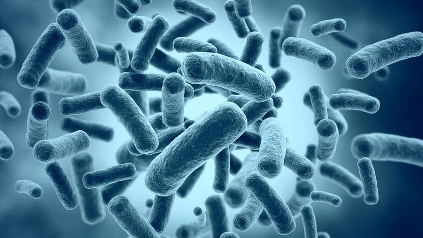 В США бактерии заживо съели мужчину, искупавшегося в море