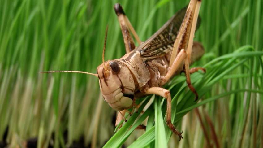 На озброєнні американських військових з'явиться сарана