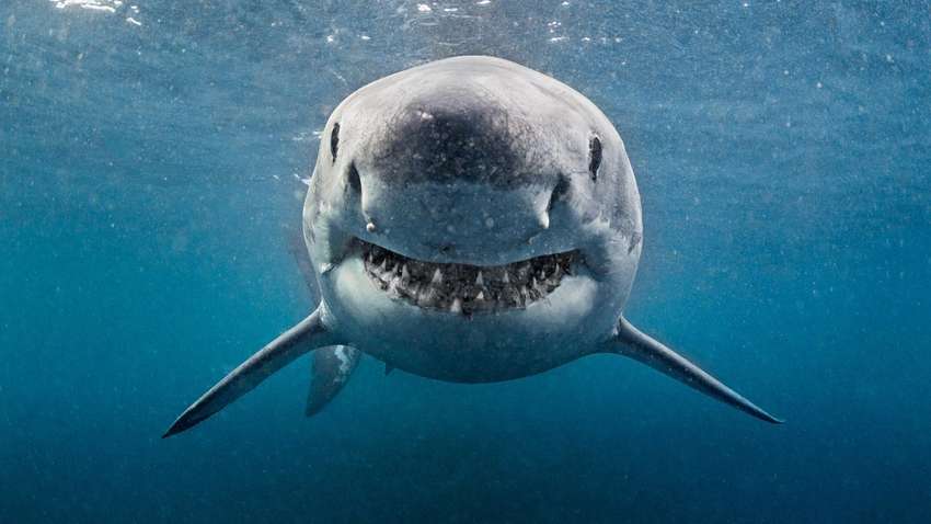 На пляжі в Новій Зеландії акула вбила молоду дівчину На пляжі в Новій Зеландії акула вбила молоду дівчину