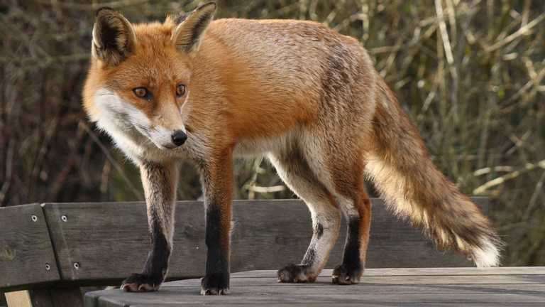 На Прикарпатті чоловіка покусала скажена лисиця: подробиці На Прикарпатті чоловіка покусала скажена лисиця: подробиці