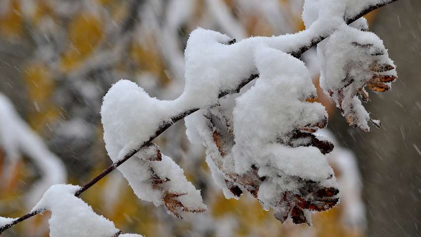 Прогноз погоды на 24 декабря: где в Украине ждать мокрый снег Прогноз погоды на 24 декабря: где в Украине ждать мокрый снег