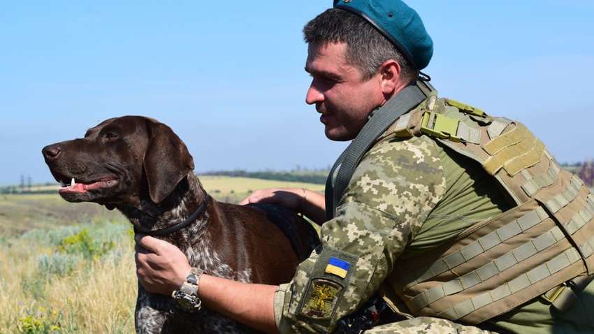 Ко Дню домашних любимцев украинские военные опубликовали фото животных с передовой - они невероятно милые