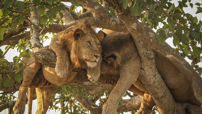 В Африці знайшли мертвими рідкісних левів: що сталося В Африці знайшли мертвими рідкісних левів: що сталося