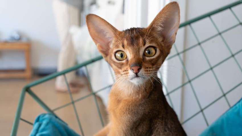 У Таїланді народилося двоголове кошеня-мутант