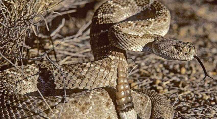 Сенсація в біології: отрута цих змій навчилась пристосовуватися під кожну жертву 