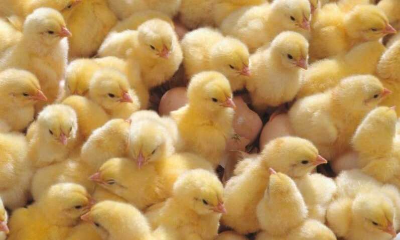 Сонник: до чого сняться курчата