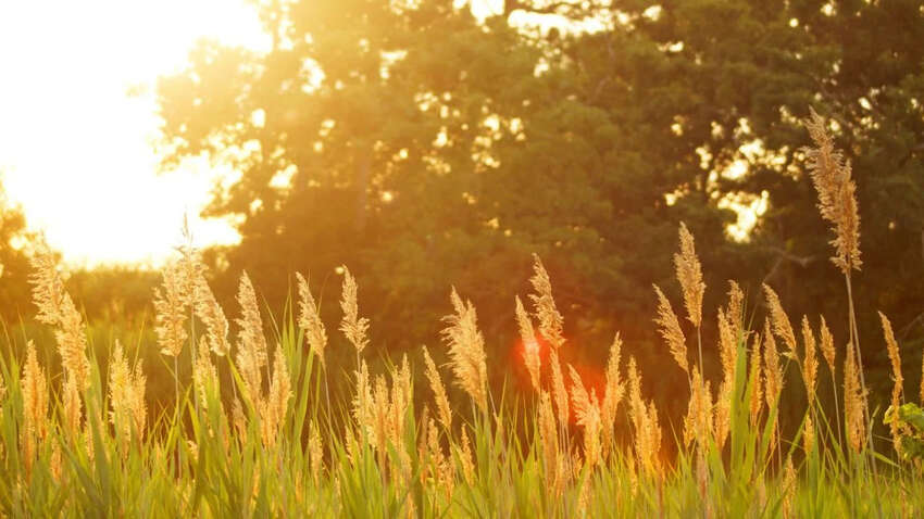 Яке церковне свято 21 червня: що можна і не можна робити сьогодні