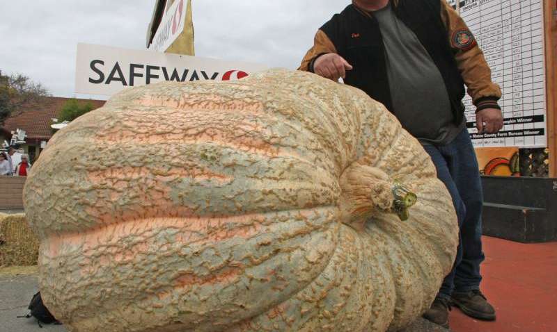 Новый "тыквенный" рекорд установлен в Британии Новый "тыквенный" рекорд установлен в Британии