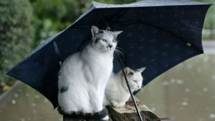 Під куполом атмосферного фронту: на зміну дощам прийде справжня зима