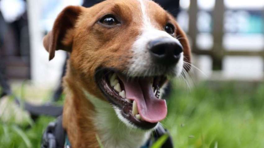 Известный пес Патрон потроллил Макрона, который прибыл с визитом в Украину (ФОТО) Известный пес Патрон потроллил Макрона, который прибыл с визитом в Украину (ФОТО)