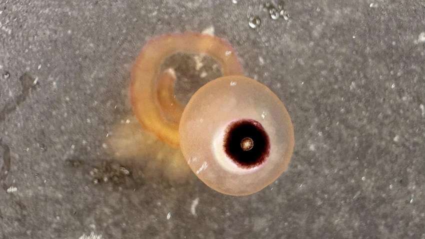 На пляжі Техасу знайшли таємничих істот: вони схожі на очні яблука На пляжі Техасу знайшли таємничих істот: вони схожі на очні яблука