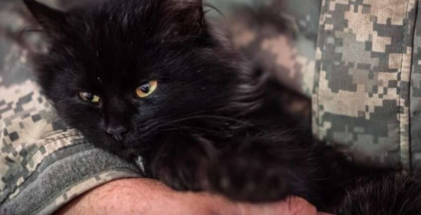 Нашествие грызунов на фронте: «хвостатый десант» отправляют украинским воинам в помощь Нашествие грызунов на фронте: «хвостатый десант» отправляют украинским воинам в помощь