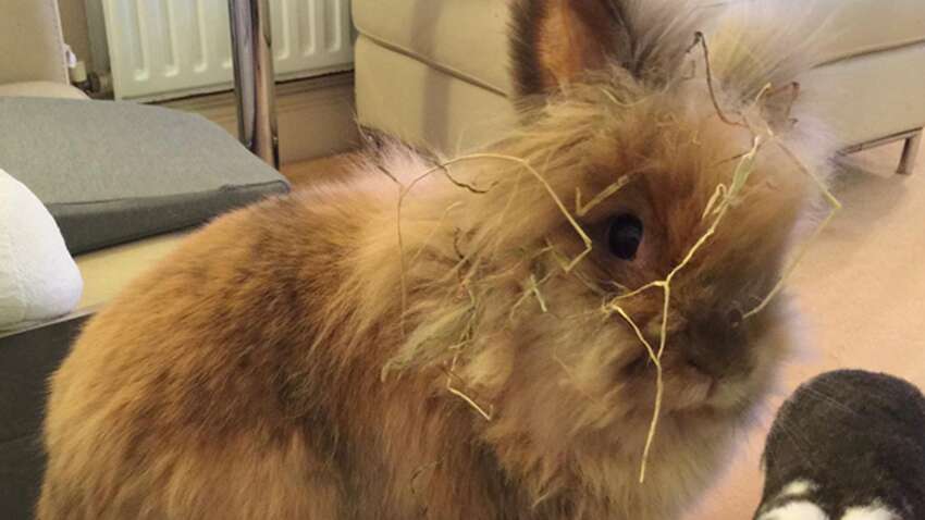 Як виглядає найстаріший кролик планети: скільки йому років (ФОТО)