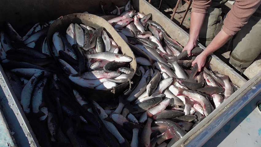 Украина и РФ решат вопрос о рыболовстве в Азовском море  онлайн