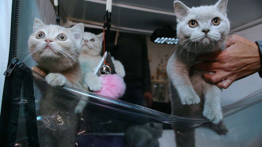 Китайська компанія Sinogene почне клонувати домашніх улюбленців