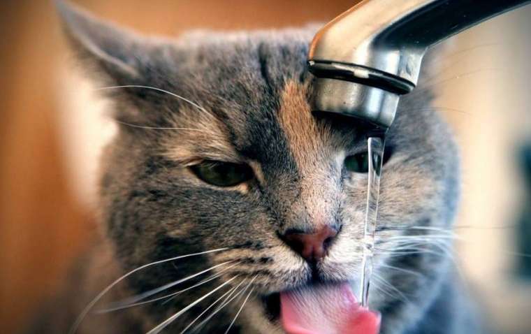 Ученые нашли способ быстро очистить кровь от алкоголя