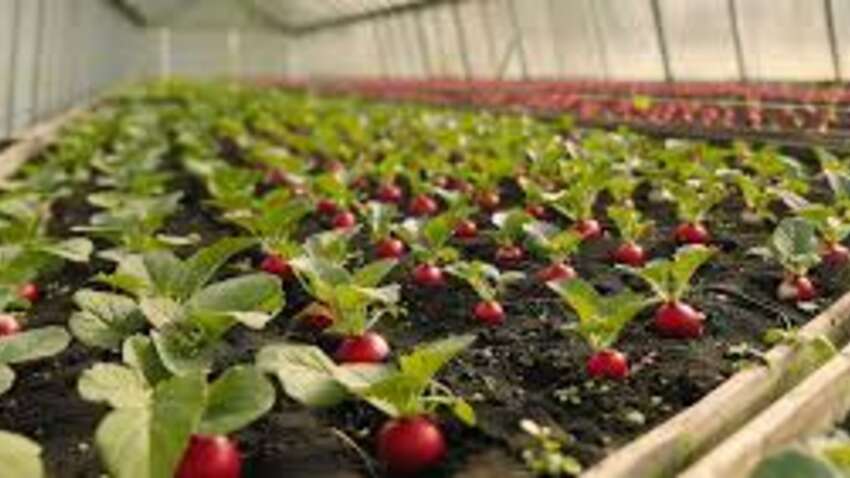 Город у лютому: 7 культур, які можна висівати у відкритий ґрунт уже зараз і коли починати сіяти розсаду