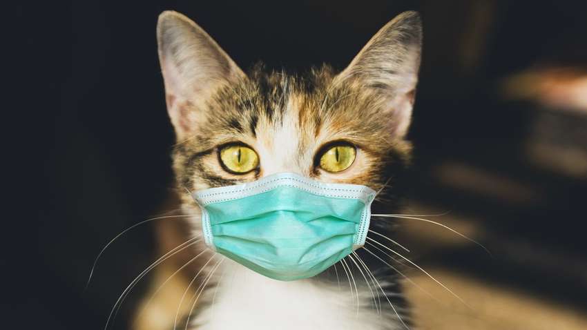 Почему больным коронавирусом людям не стоит контактировать с животными: медики сделали важное заявление