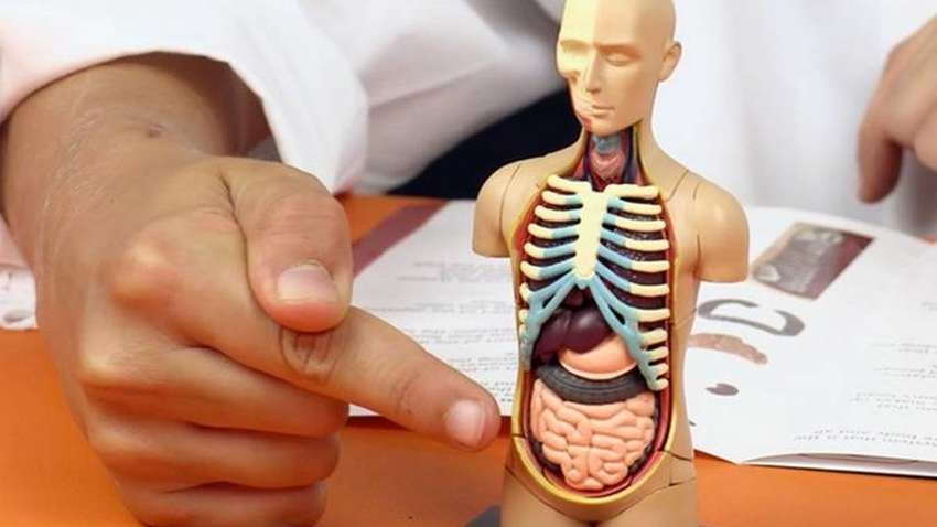 Названы части тела, которые человек больше не использует