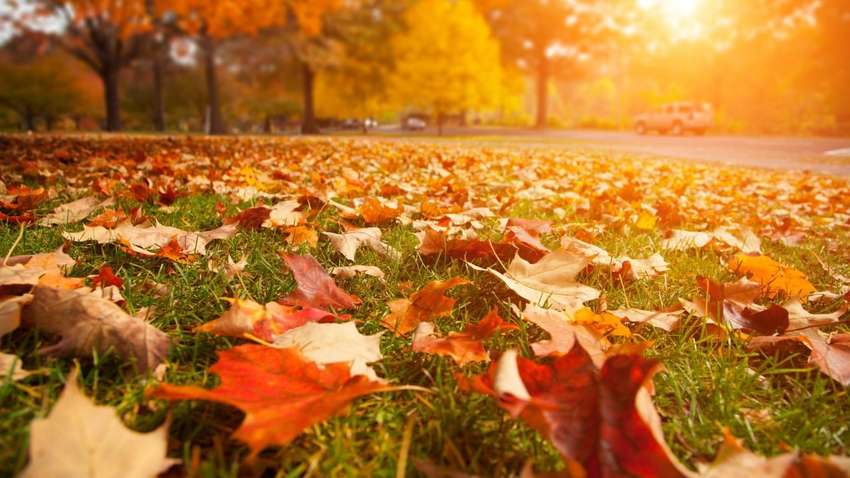 Листопад в Києві перевищів всі кліматичні норми