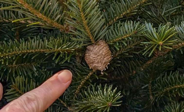 Если вы нашли на новогодней елке удивительную "шишку", немедленно вынесите ее из дома