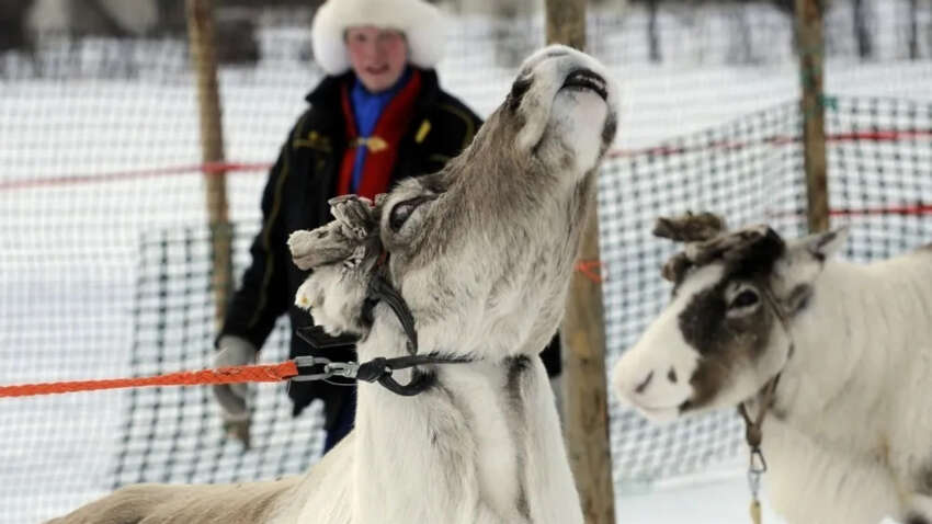 Несподіваний наслідок російсько-української війни відчула на собі Фінляндія: про що йдеться