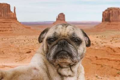 Умер мопс-звезда Instagram Норм Умер мопс-звезда Instagram Норм