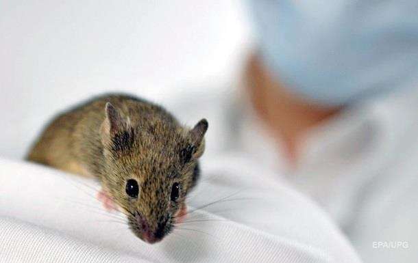 Від лептоспірозу на Черкащині помер чоловік і захворіла дитина