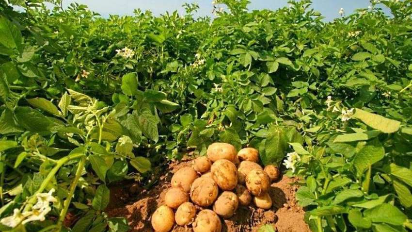 В Украине из-за дефицита вырастет цена на популярный продукт В Украине из-за дефицита вырастет цена на популярный продукт