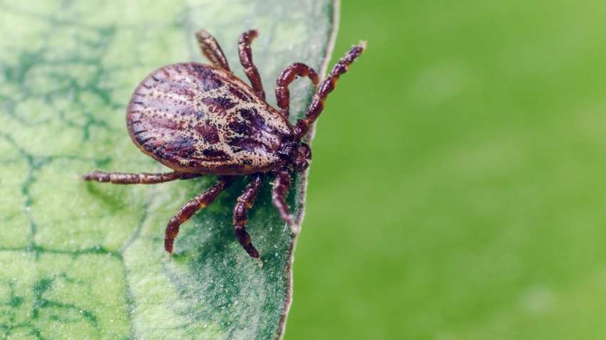 Медики рассказали, к чему могут привести укусы обычного клеща