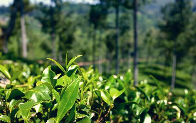 Шрі-Ланка планує виплачувати борг перед Іраном