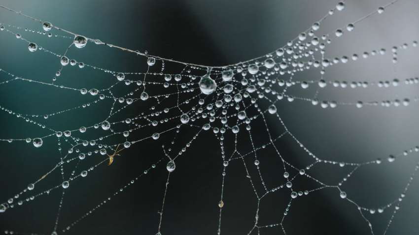 Нельзя убивать пауков в доме: что по этому поводу говорят ученые Нельзя убивать пауков в доме: что по этому поводу говорят ученые