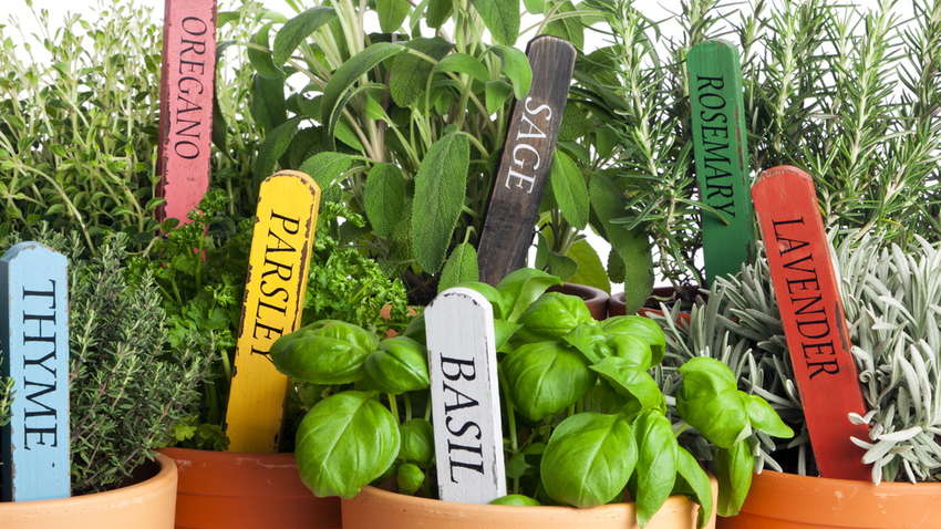 6 полезных трав, которые можно вырастить на подоконнике