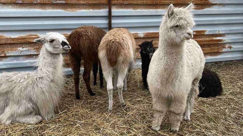 Операция по спасению Ясногородской фермы: волонтеры рассказали, каких животных удалось вывезти