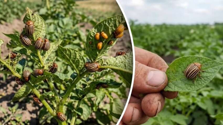 Колорадський жук точно не дошкулятиме:  ці 5 рослин врятують ваш город 