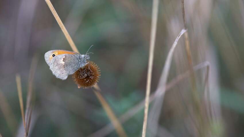 Церковне свято 15 жовтня: які три справи цього дня принесуть успіх