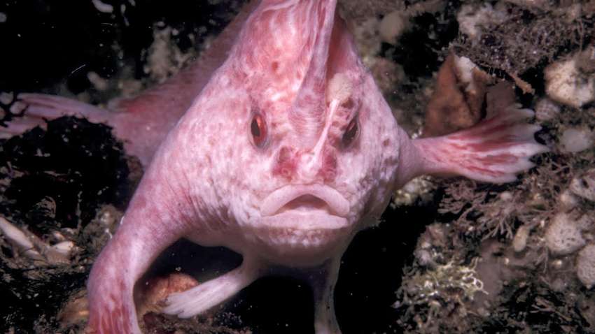У берегов Австралии заметили редкую рыбу с «лапками» (ВИДЕО)