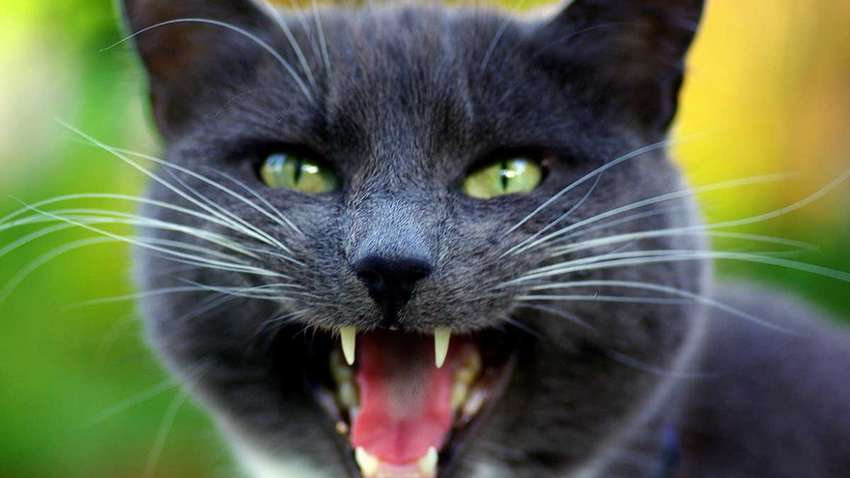 Весна пришла: как успокоить животное в период половой активности Весна пришла: как успокоить животное в период половой активности