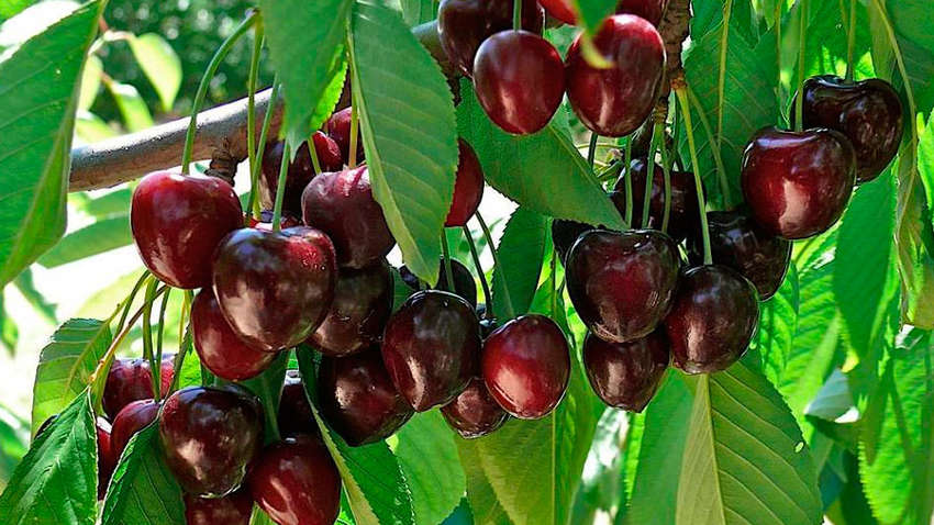 В России будут продавать ворованную черешню из Мелитополя