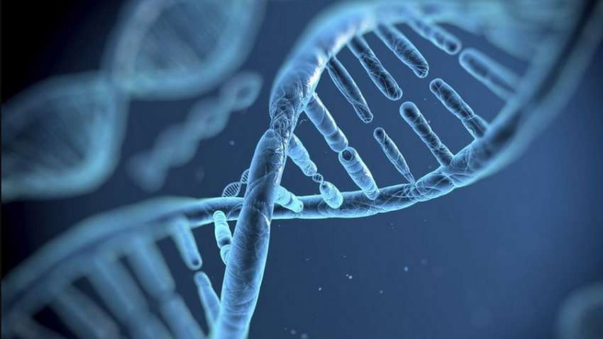 Генетики нашли способ продлить жизнь в пять раз Генетики нашли способ продлить жизнь в пять раз