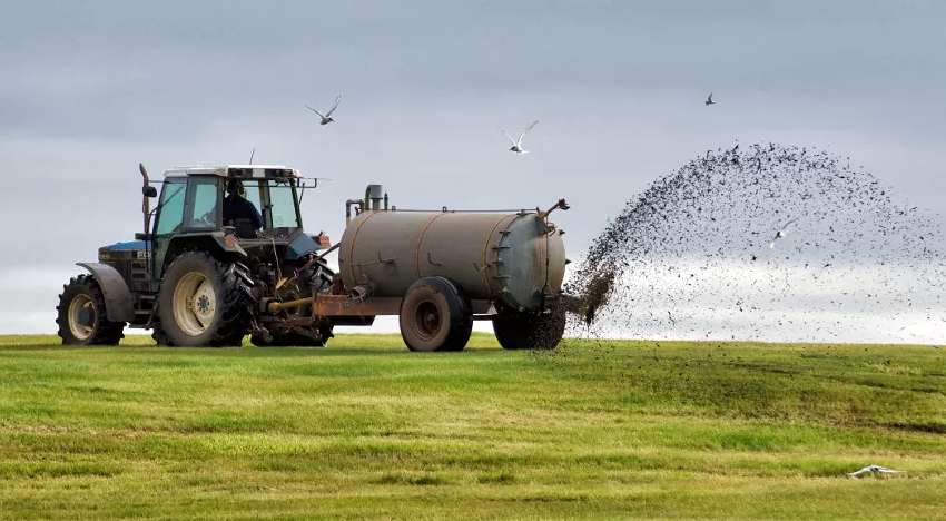 Польські фермери почали боротьбу з нелегалами-мусульманами: розкидали свинячий гній на кордоні