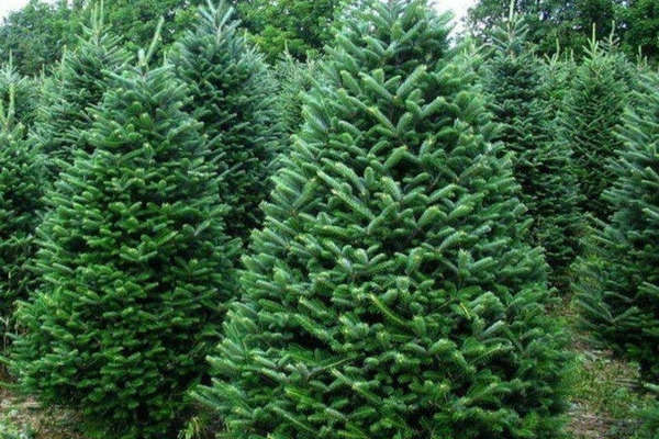 Стала известна цена киевской новогодней елки (Фото)